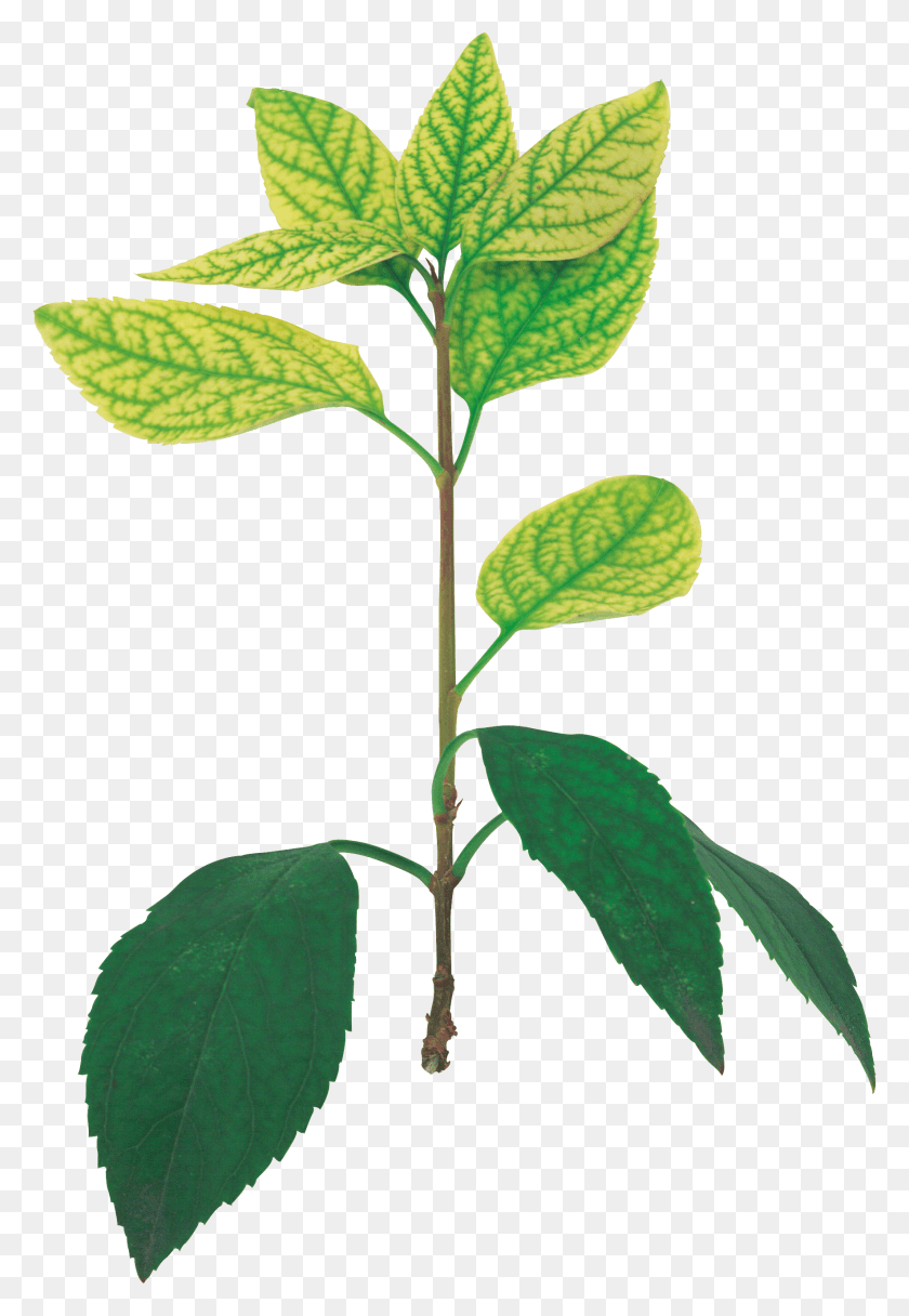 1769x2623 Дерево, Лист, Растение, Зеленый Hd Png Скачать