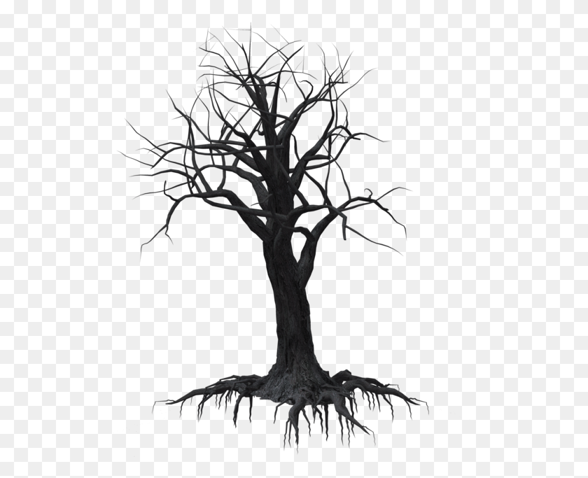 520x623 Tree, Plant, Root HD PNG Download