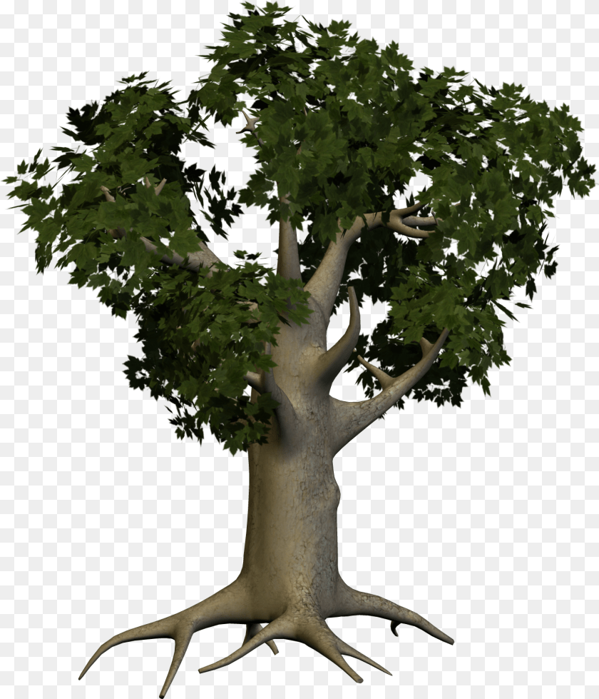 1488x1735 Tree, Plant, Potted Plant, Tree Trunk Sticker PNG