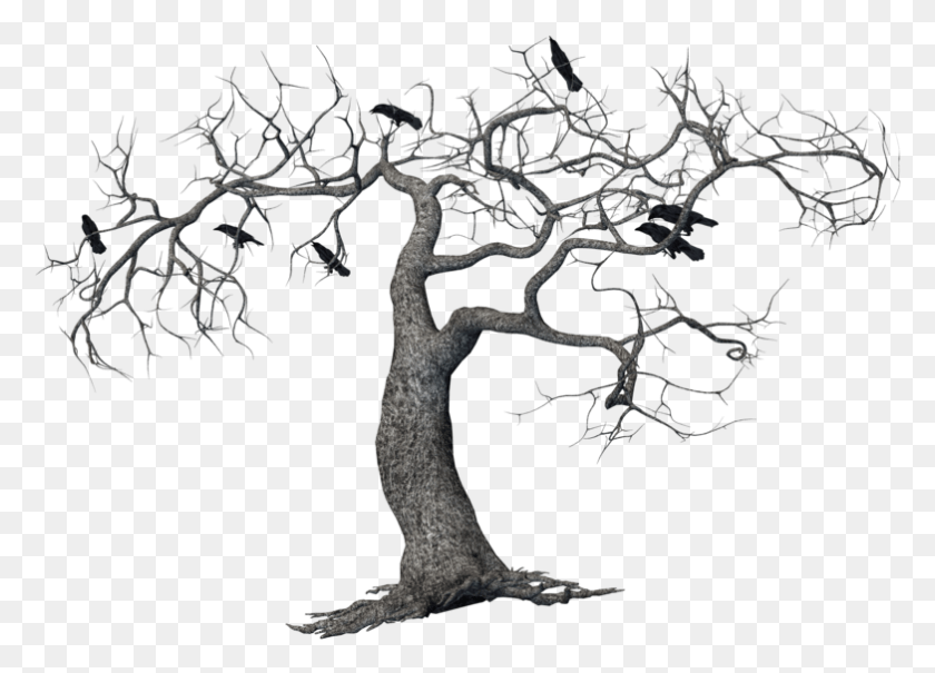 783x548 Tree And Crows Crows, Plant, Tree Trunk, Root HD PNG Download