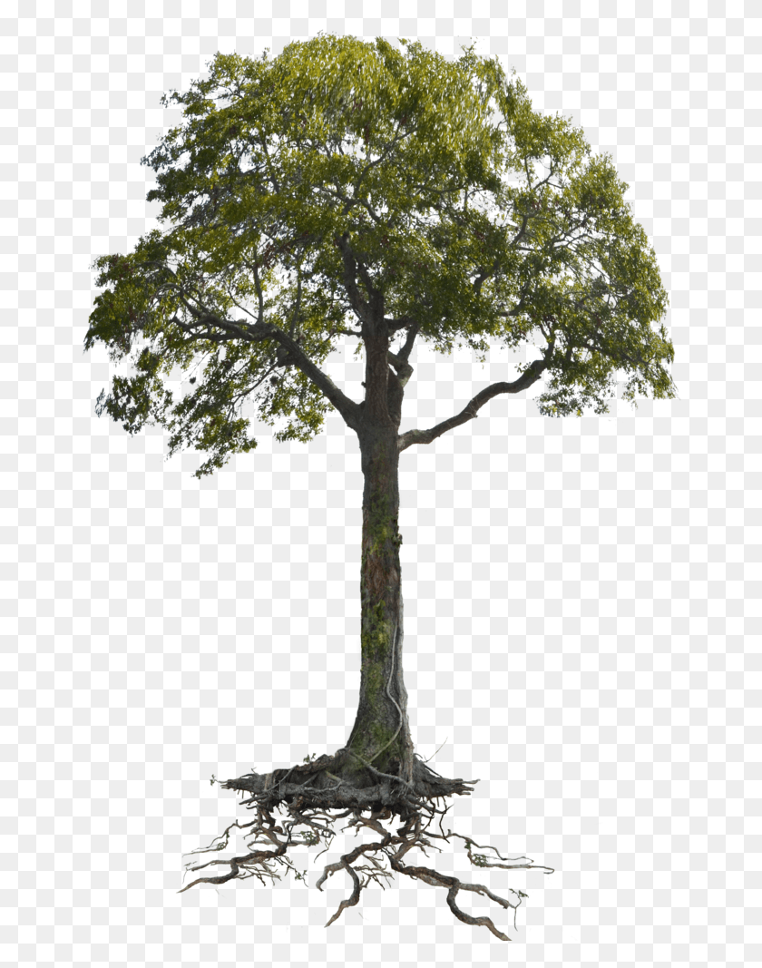 662x1007 Tree And Roots Tree And Root, Plant, Tree Trunk, Cross HD PNG Download