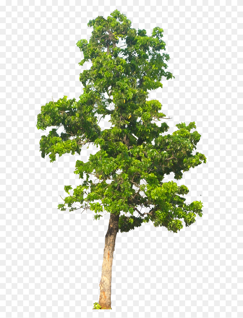 591x1041 Дерево Фоновое Изображение Дерево Фон, Растение, Горшечное Растение, Ваза Hd Png Скачать