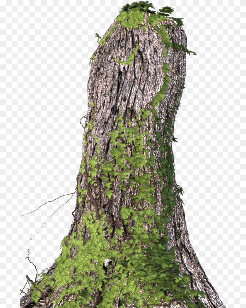 706x1054 Tree Bark Tree Stump Download Original Size Northern Hardwood Forest, Moss, Plant, Tree Trunk Transparent PNG
