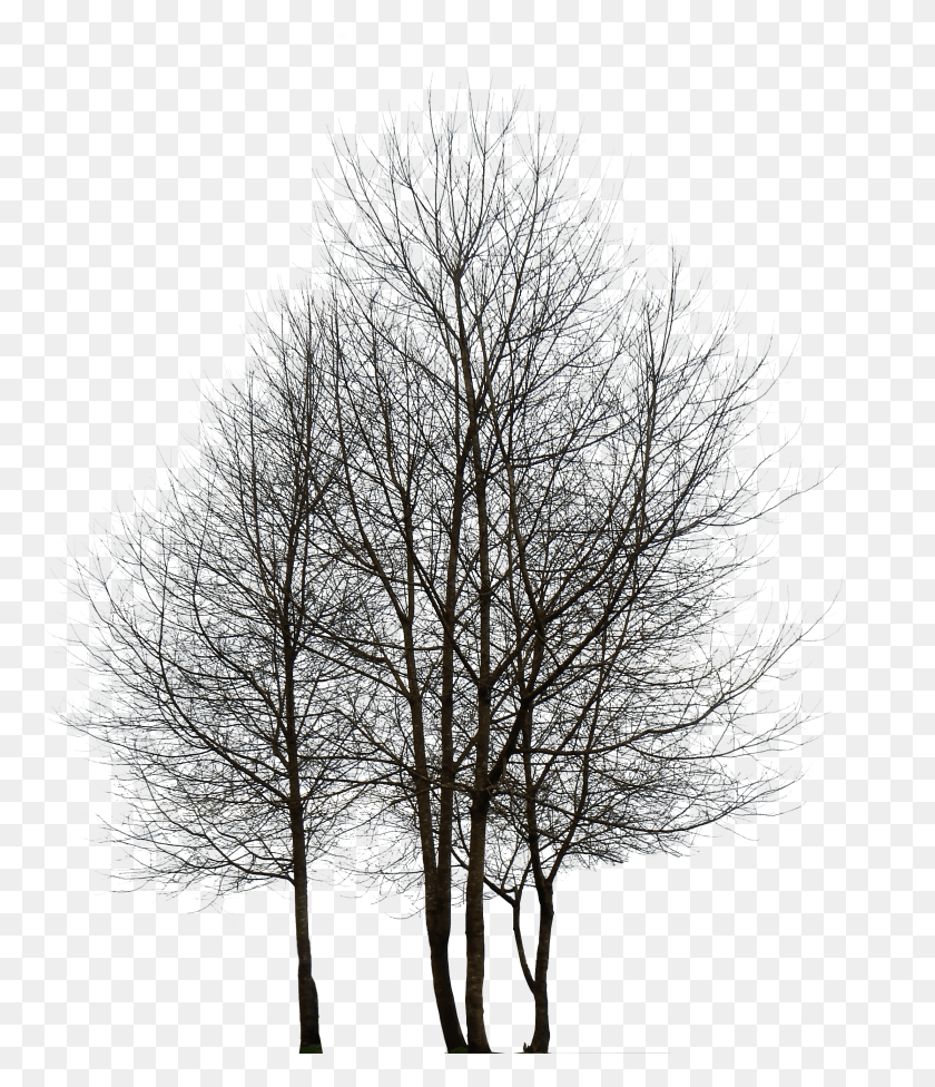 2454x2885 Дерево Черно-Белые Рисунки Нескольких Деревьев Hd Png Скачать