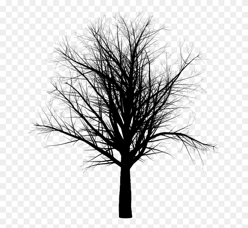 661x712 Tree Branch Empty Isolated Black Spooky Halloween Arbol Con Ramas Sin Hojas, Gray, World Of Warcraft HD PNG Download