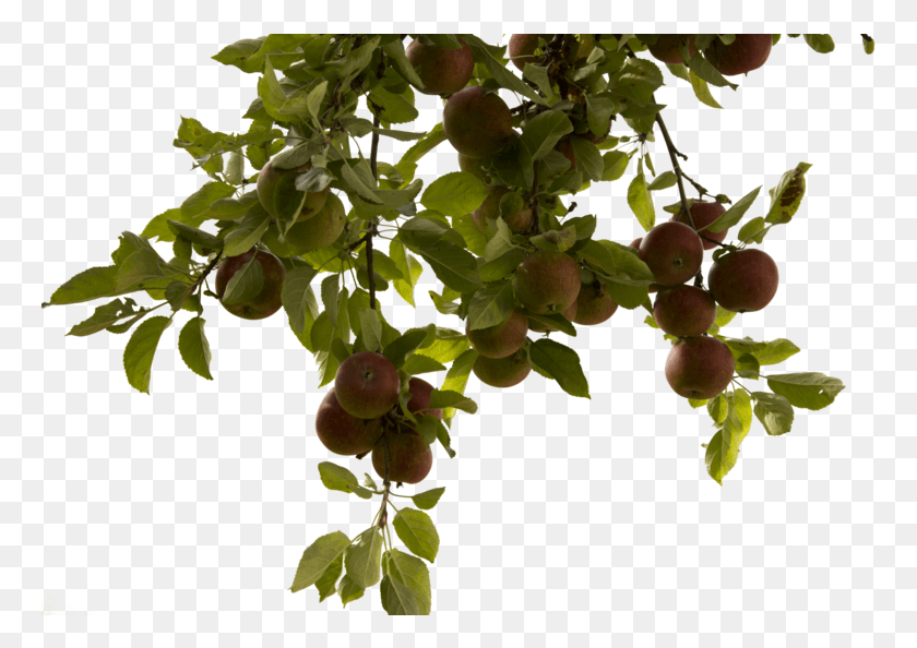 765x534 Tree Branch Photos Apple Tree, Plant, Fruit, Food HD PNG Download