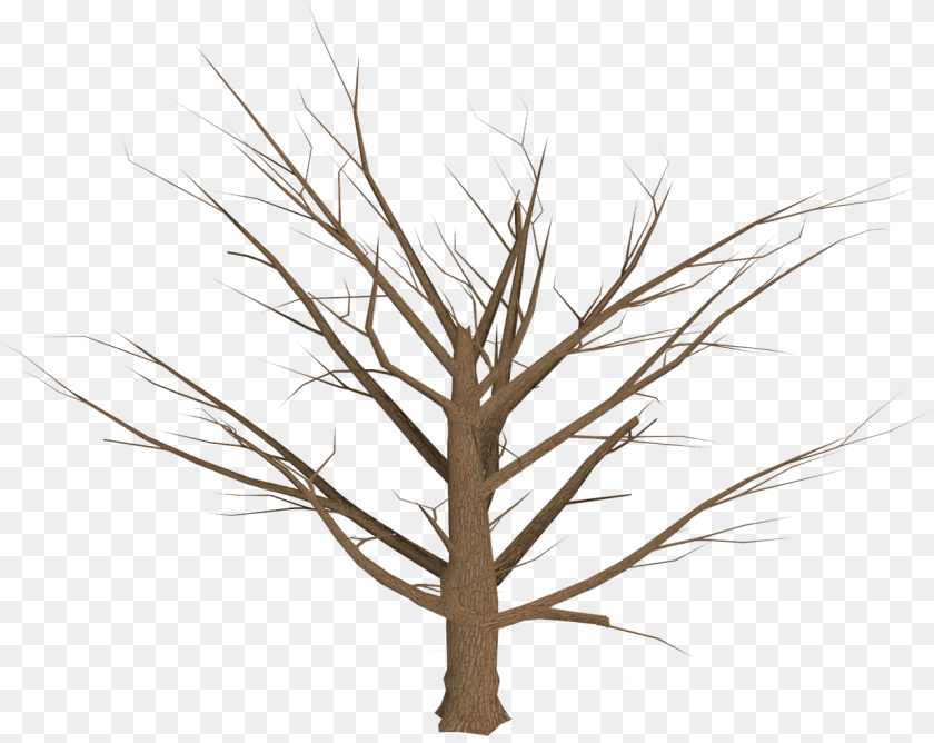 1281x1018 Tree Branch Plant Tree Plan Download Dead Plants Clip Art, Tree Trunk, Wood Transparent PNG