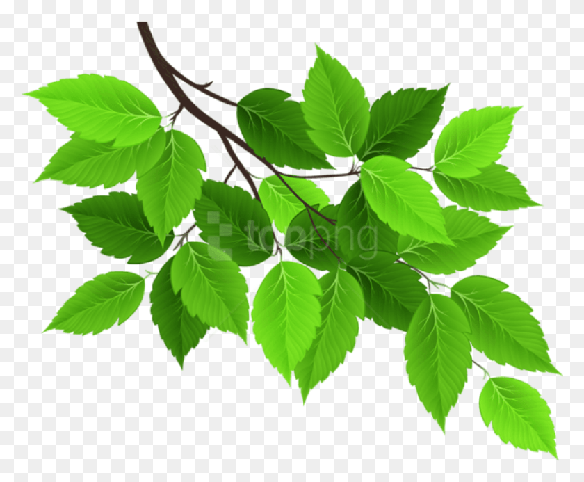 851x691 Tree Branches With Leaves Tree Branch Leaves Transparent, Leaf, Plant, Green HD PNG Download