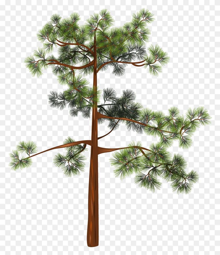 2912x3418 Tree Clipart Image Pitch Pine HD PNG Download