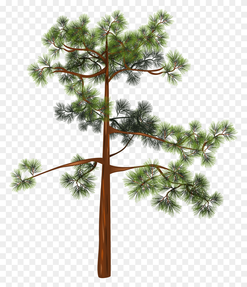 2912x3418 Árbol Png / Pitch Pine Hd Png