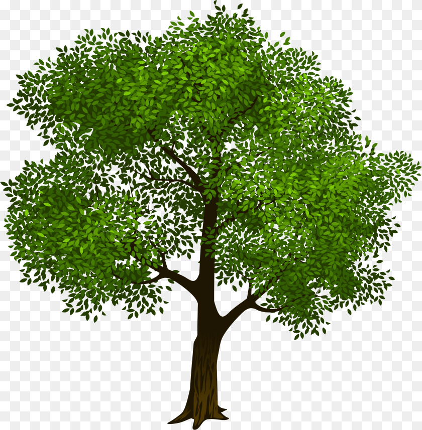 4655x4750 Tree Clipart Trees Vector Clip Art Tree Photo Graphics Tree With Transparent Background, Baseball Cap, Cap, Clothing, Hat Sticker PNG