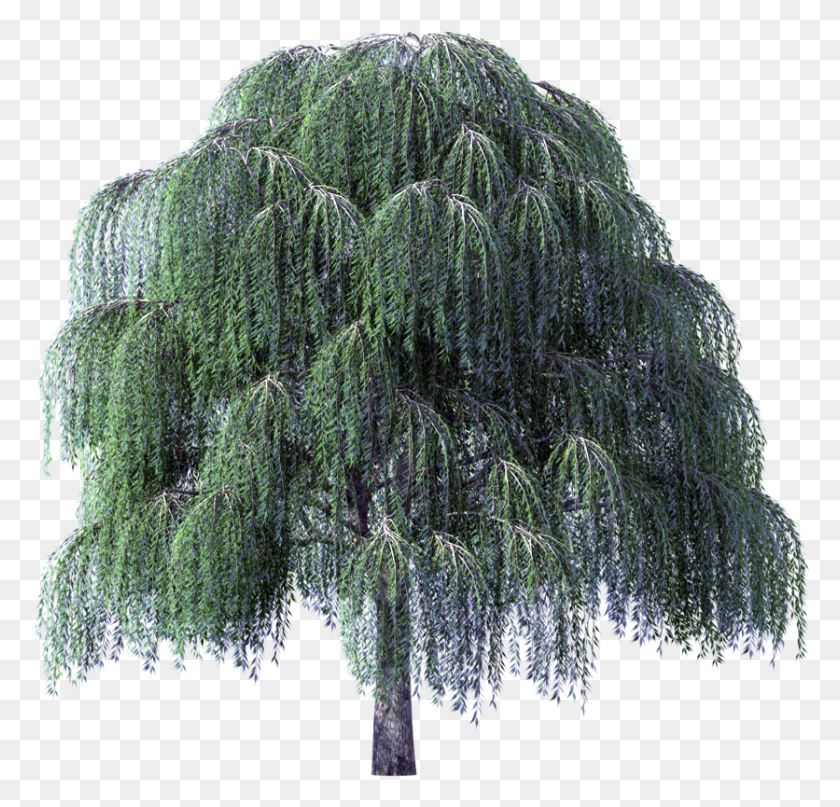 836x801 Tree Clipart Weeping Willow River Willow Tree Transparent Background, Plant, Conifer, Vegetation HD PNG Download
