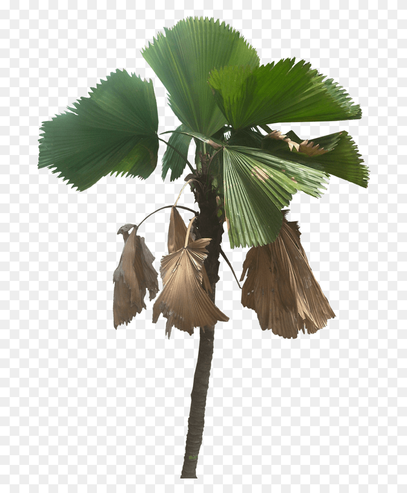 690x958 Tree Cut Out Fan Palm Plant Pictures Tropical Plants Licuala Grandis, Leaf, Vegetation, Palm Tree HD PNG Download
