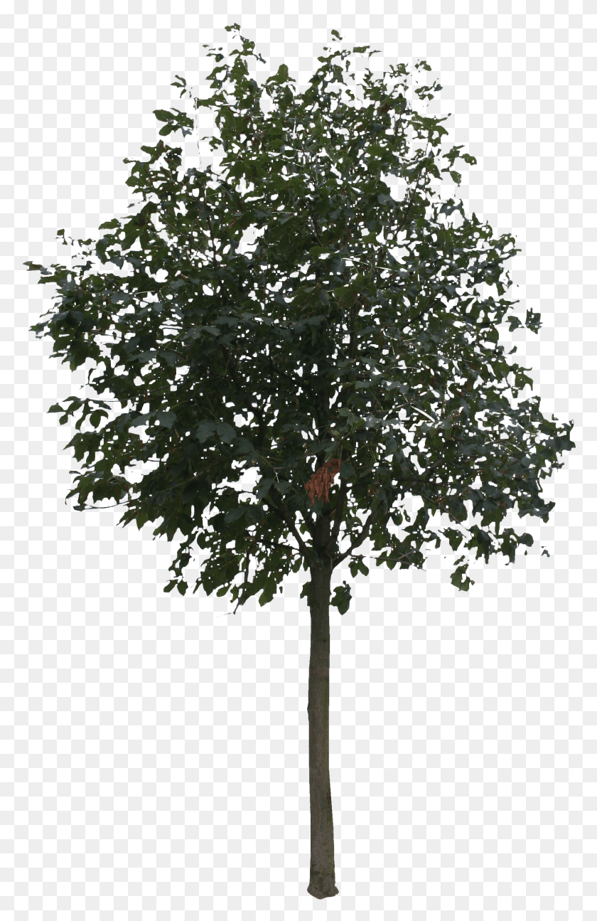 1696x2687 Tree Cut Out New Mexico Maple, Plant, Fir, Abies HD PNG Download