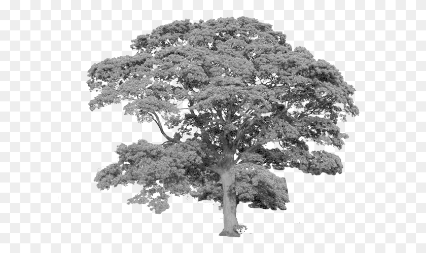614x439 Tree Cutout Oak Trees In England, Plant, Potted Plant, Vase HD PNG Download
