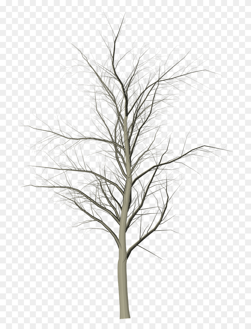 722x1039 Дерево Мертвые Ветви Бесплатное Изображение Снег, Растение, Природа, На Открытом Воздухе Hd Png Скачать