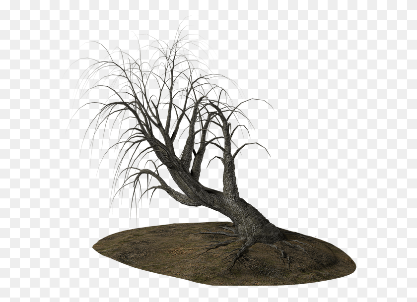 601x549 Дерево Мертвое Дерево Зима Ветви Дороги Мертвая Природа Арбол Муэрто, Растение, Куст, Растительность Hd Png Скачать