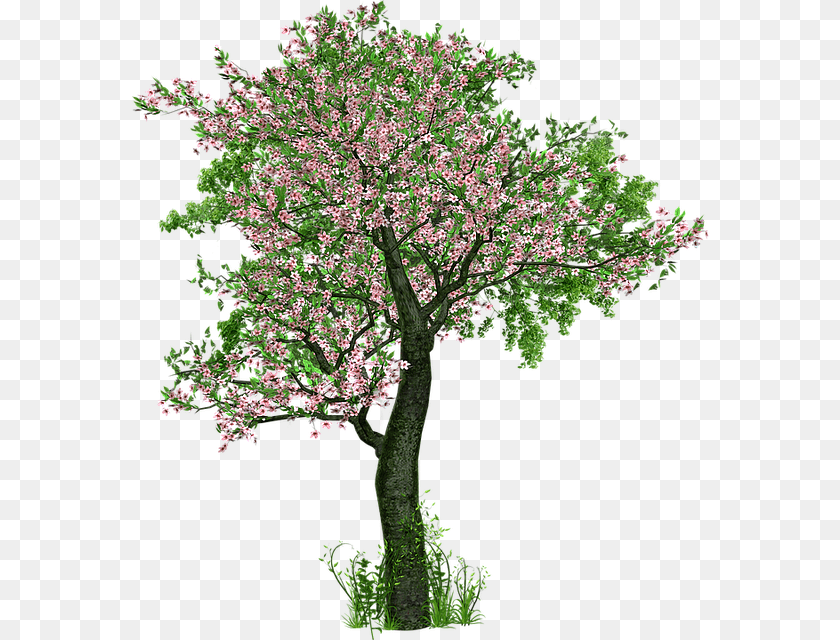 579x640 Tree Deciduous Tree Flowers Grass Digital Art Trees With Flowers, Flower, Plant Sticker PNG