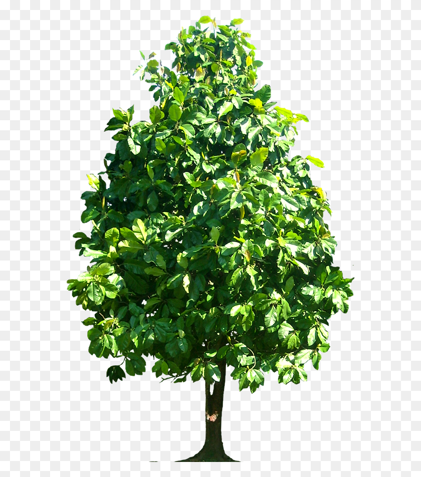 577x892 Tree Dillenia Pteropoda Image Arvore Transparent, Potted Plant, Plant, Vase HD PNG Download