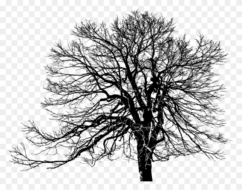 934x720 Tree Ecological Green Plant Silhouette Weathered Oak Tree Transparent Silhouettes, Gray, World Of Warcraft HD PNG Download