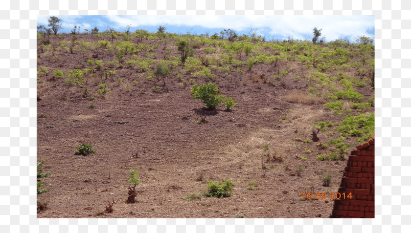 693x417 Tree Felling In Masito Forest Which Is Likely To Degrade Field, Ground, Grass, Plant HD PNG Download