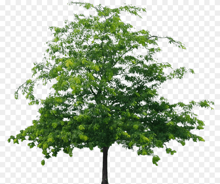 800x704 Tree File Format Flower Tree, Green, Plant, Maple, Oak Sticker PNG