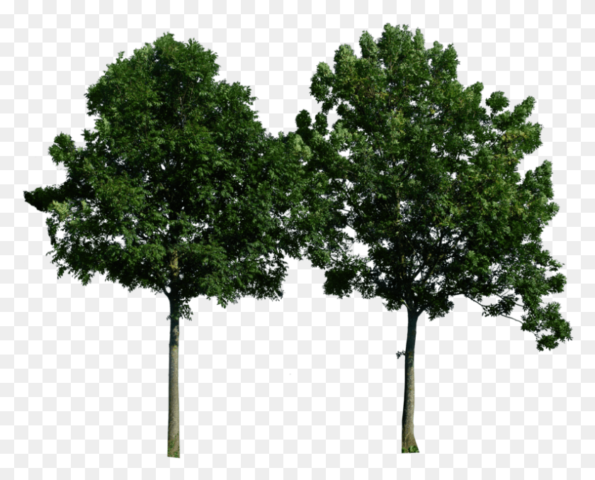 793x628 Tree For Photoshop, Plant, Tree Trunk, Oak HD PNG Download