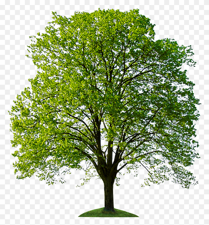 1334x1443 Tree For Photoshop, Plant, Tree Trunk, Maple HD PNG Download