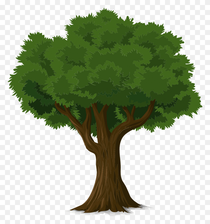 1185x1271 Tree Forest Trunk Nature Leaves Branches Organic Tree Illustration, Plant, Vegetation, Oak HD PNG Download