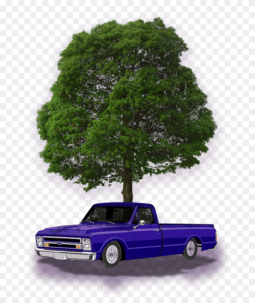 679x939 Tree Front View, Pickup Truck, Truck, Vehicle HD PNG Download