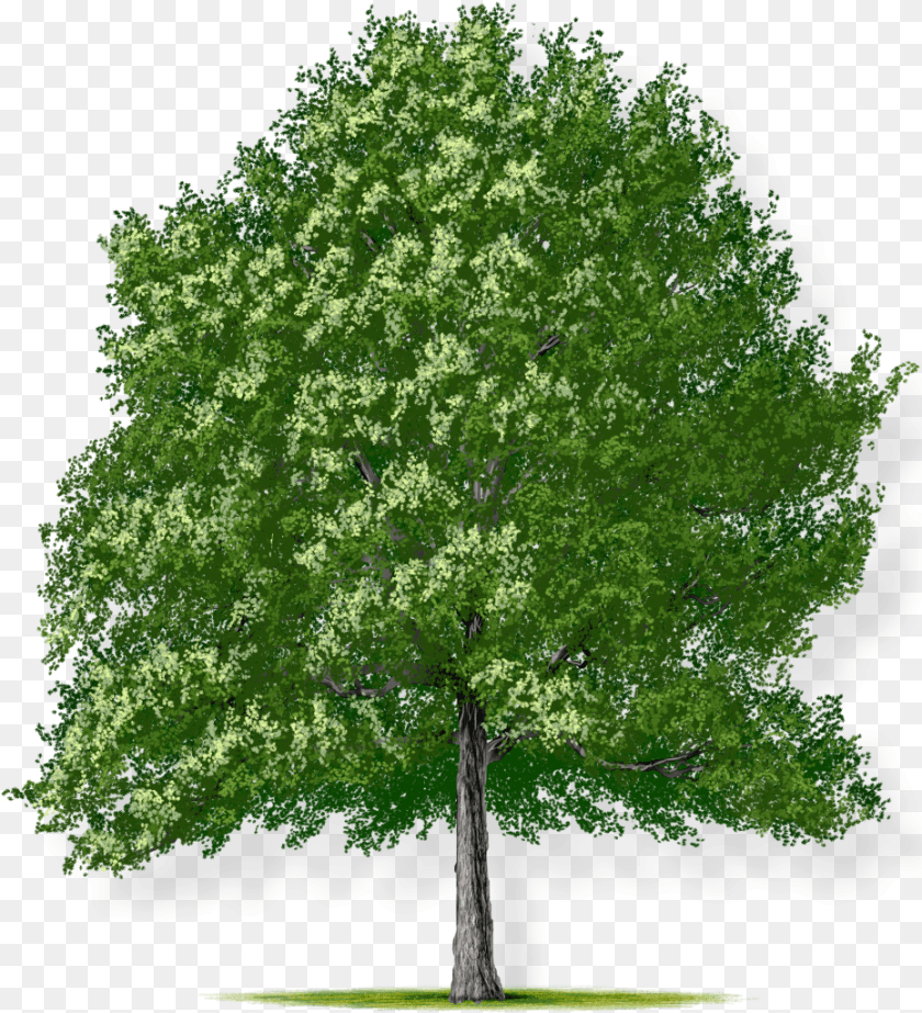 Tree Height Small Honey Locust Tree, Green, Oak, Plant, Sycamore Sticker PNG