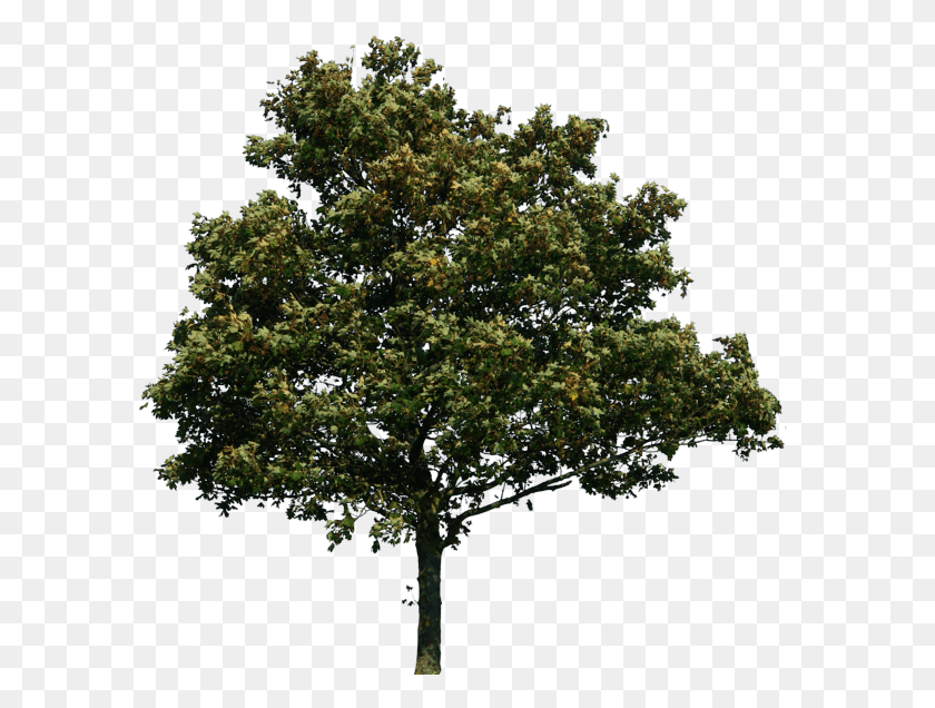 592x576 Tree Image Picture Image Tree Photoshop, Plant, Oak, Sycamore HD PNG Download