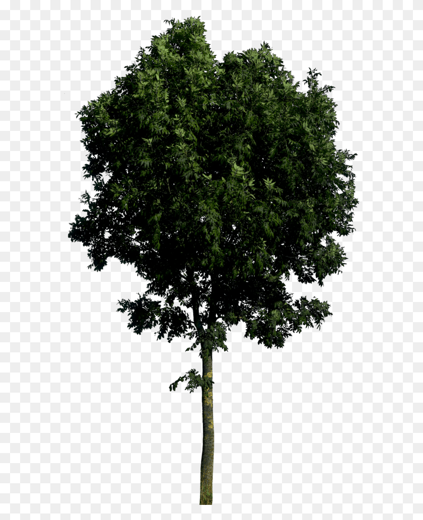 592x973 Tree Image Tree Front View, Plant, Tree Trunk, Nature Descargar Hd Png