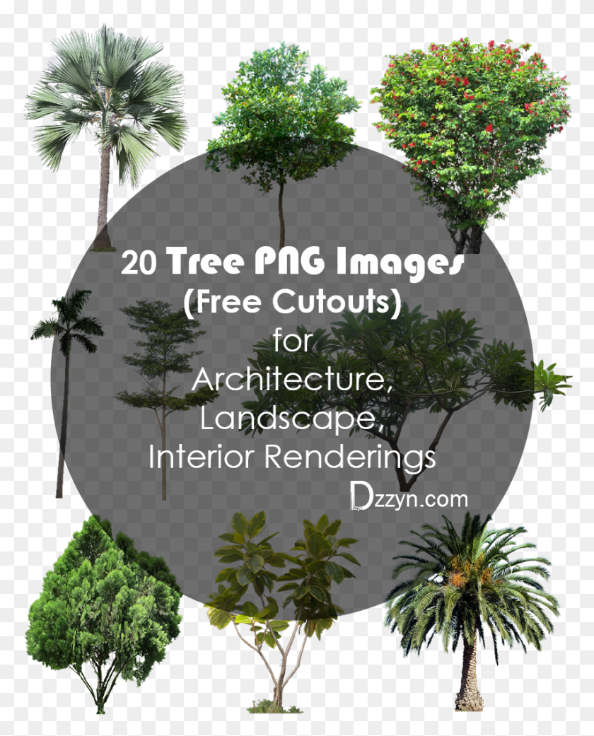853x1073 Tree Images For Architecture Landscape Interior Transparent Background High Resolution Tree, Vegetation, Plant, Rainforest HD PNG Download