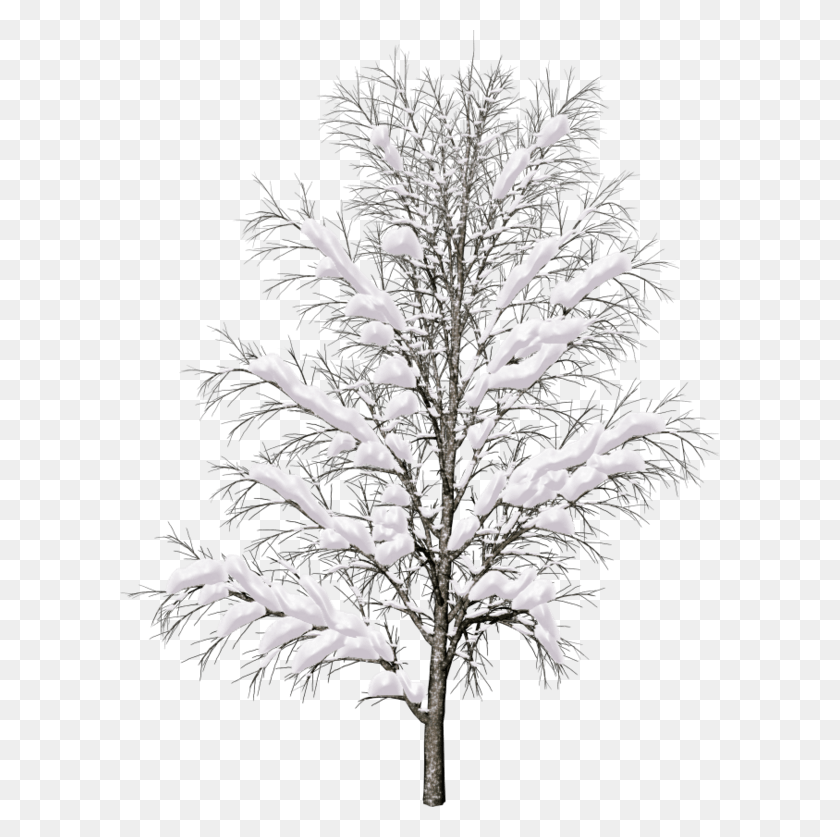 600x777 Деревья Для Архитектуры Пейзаж Деревья Со Снегом, Растение, Ель, Abies Hd Png Скачать