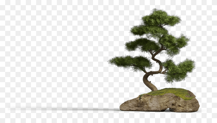 1312x705 Tree Larch, Plant, Potted Plant, Vase HD PNG Download
