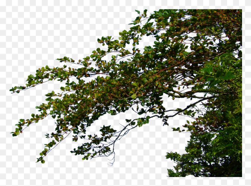 952x687 Tree Leaves File Tree Leaves, Nature, Land, Outdoors HD PNG Download