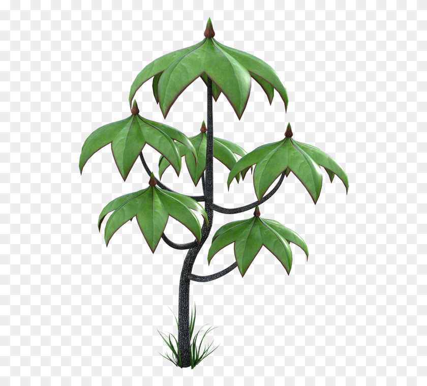 538x699 Descargar Png Árbol De Hojas De Corteza De Bosque Rama Hoja De Árbol Verde, Planta, Acanthaceae, Flor Hd Png