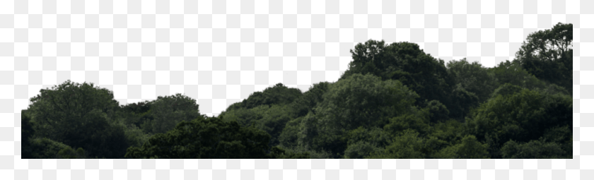1600x400 Tree Line Transparent Background, Nature, Outdoors, Astronomy HD PNG Download