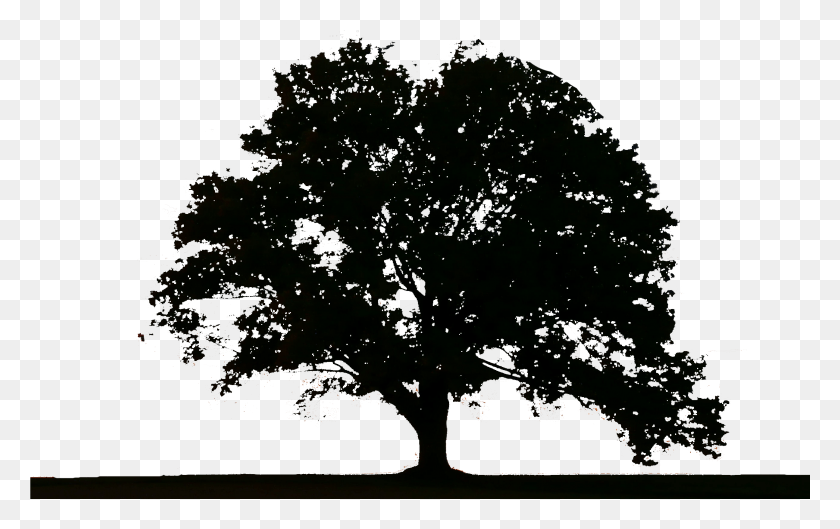 2589x1560 Tree Logo Tree Logo, Nature, Outdoors, Plant Descargar Hd Png