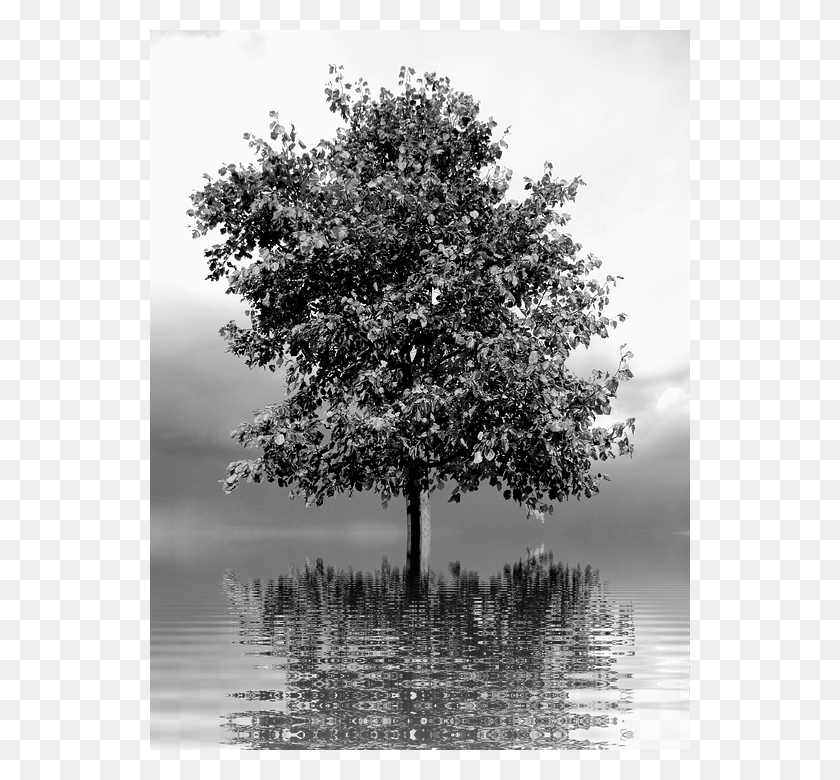 540x720 Дерево Одинокое Одиночество Природа Пейзаж Озеро Одинокое Дерево, Растение, Ствол Дерева, Дуб Hd Png Скачать