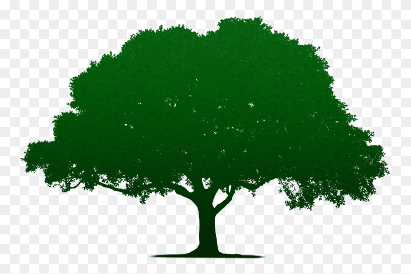 762x501 Дерево Минимальный Градиент Наложения Силуэт Дерева, Зеленый, Растительность, Растение Hd Png Скачать