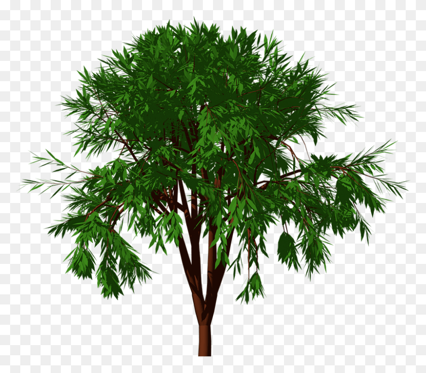 800x693 Дерево Природа Лес Сад Пейзаж Природный Зеленый Сабаль Пальметто, Растение, Лист, Ваза Hd Png Скачать