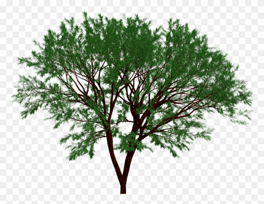 895x677 Дерево Природа Сад Лесной Лист Листья Природный Арбол Де Линало, Растение, Клен, Буш Hd Png Скачать
