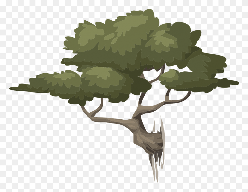 1280x969 Дерево Природа Зеленые Листья Изображение Вектор Бонсай, Растение, Животное, Рептилия Png Скачать