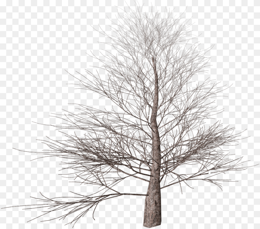 Tree No Leaves, Plant, Tree Trunk, Nature, Outdoors Transparent PNG