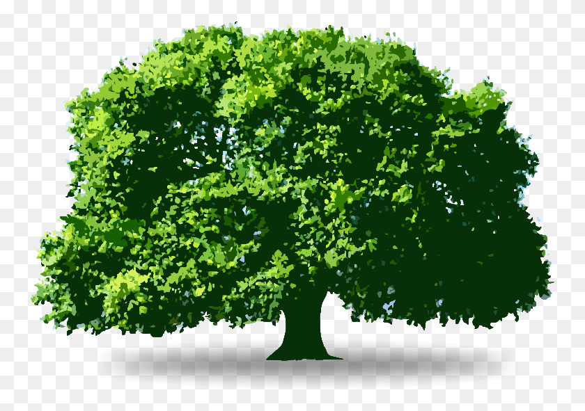 753x531 Tree Oak, Plant, Maple, Sycamore HD PNG Download