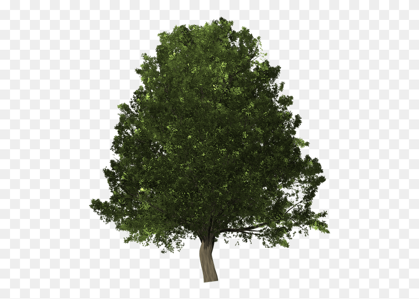 489x541 Descargar Png Tree Oak Exuberante Scarlet Oak Tree, Planta, Arce, Tronco De Árbol Hd Png