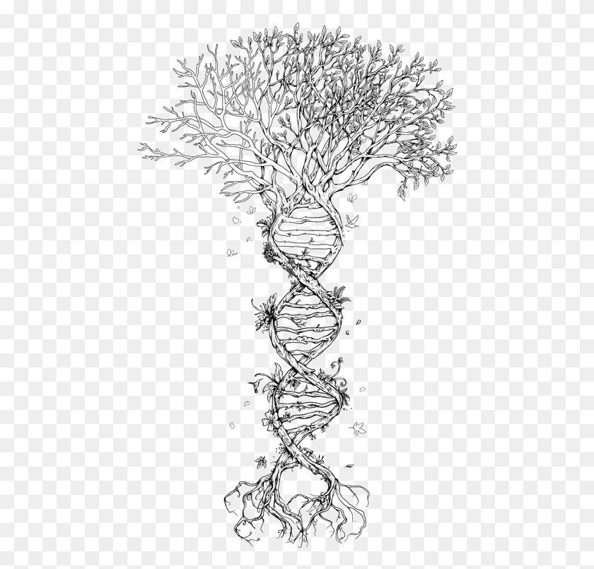 454x745 Tree Of Life Lindsay Poland This Is Soooo Me Dna Tree Tattoo, Plant, Root HD PNG Download