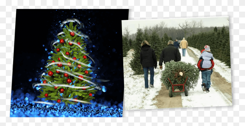 1027x491 Tree Of Lights People Buying Christmas Trees, Plant, Christmas Tree, Ornament HD PNG Download